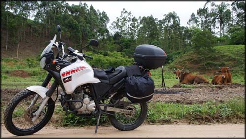 Estradinha de terra, fazendas e gado