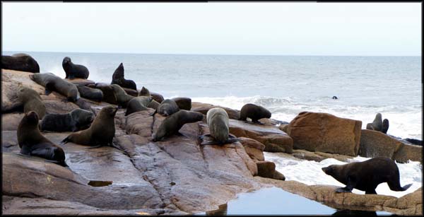 lobo marinho cabo polonio