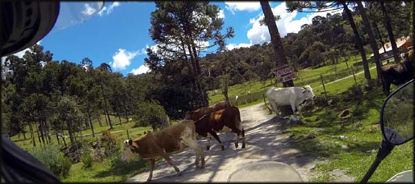 Invadindo o pasto dos bichos...